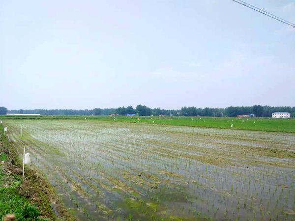 定遠(yuǎn)縣2017年水稻綠色高產(chǎn)高效創(chuàng)建項(xiàng)目技術(shù)攻關(guān)區(qū)全面完成大田移栽_副本.jpg 定遠(yuǎn)縣2017年水稻綠色高產(chǎn)高效創(chuàng)建項(xiàng)目技術(shù)攻關(guān)區(qū)全面完成大田移栽_副本.jpg